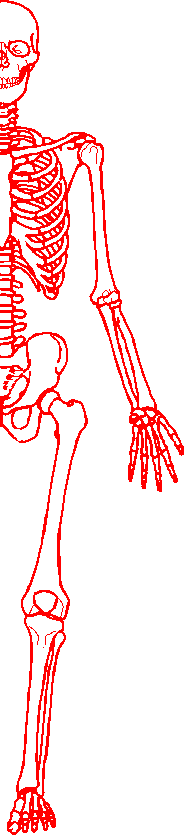 homo2.gif (34935 bytes)
